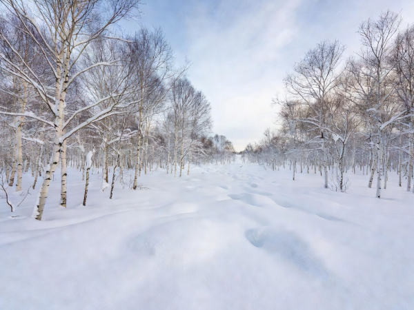 Hokkaido birch forest and deep snowpack in rural Japan